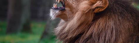 Download wallpaper face, Leo, mouth, grin, profile, section cats in ...