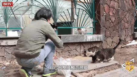 女子收养300只流浪猫 遭遇困境将被迫搬家(图)_新闻中心_新浪网