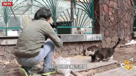 为什么不建议投喂流浪猫？别让爱心变成了负担-宠物网