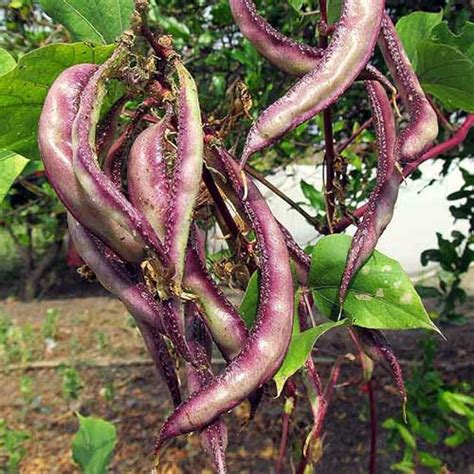 Buy Dolichos Kozhi Avarai Chicken Bean Seeds – Multipurpose, High Yield ...