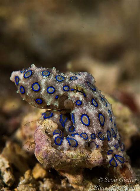 Image result for Blue-Ringed Octopus Eating