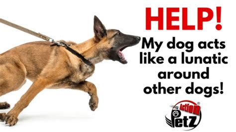 Pet Monkey Aggression 的图像结果