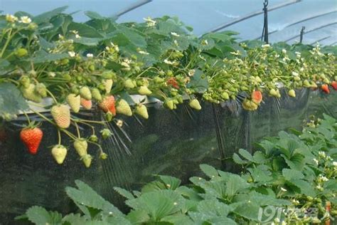 种盆栽草莓，我们只要做好这5点，就可以长出让人羡慕的草莓！|草莓|四季草莓|盆栽_新浪新闻