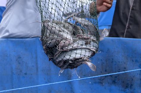 Image result for Catfish Farming Tips