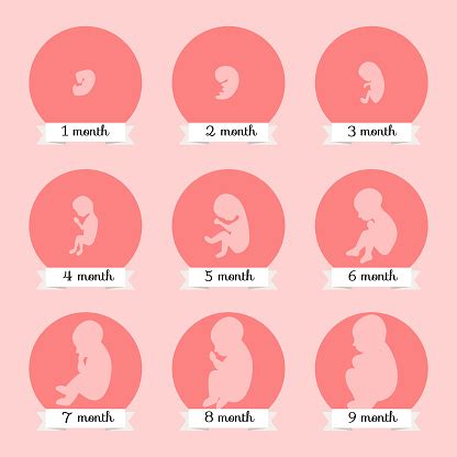 Embryoentwicklung Menschliche Fötus Wachstumsstadien Der ...