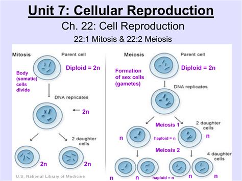 Mitosis - Mrs. GM Biology 200