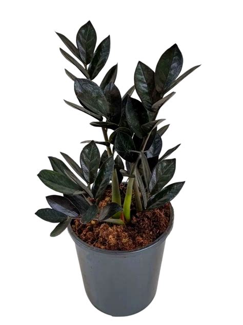 ROOKHRAJ PAUDHSHALA "Enchanting Elegance: Introducing the Black ZZ ...