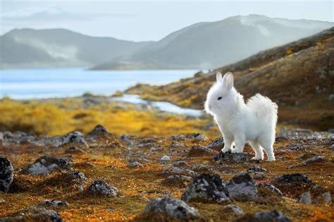 Image result for 2 Animals Photoshop Tutorial