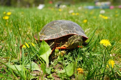 Box Turtle Predators 的图像结果