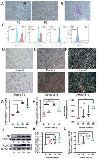 Mechanical Force Modulates Alveolar Bone Marrow Mesenchymal Cells ...