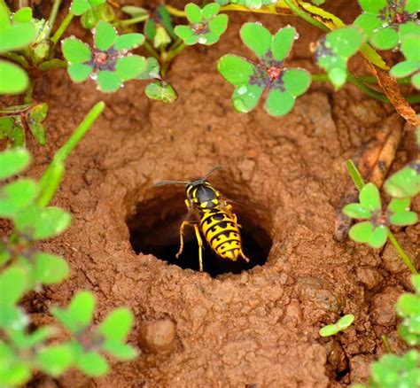 Yellow Jacket Nest In Ground