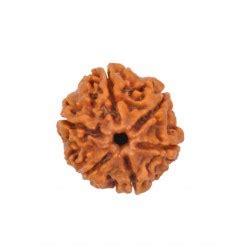 rudraksha, yantra, shankh, gemstones
