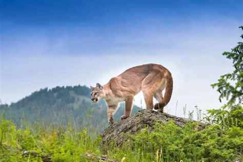 See Where in Pennsylvania a Rare Mountain Lion Was Just Spotted - A-Z ...