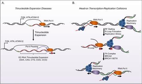 Image result for R-loop