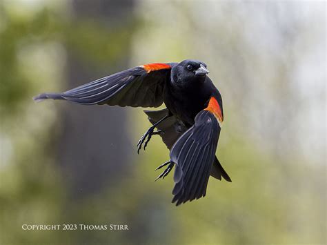 Image result for Order Status