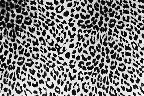 [100+] White Leopard Print Wallpapers | Wallpapers.com