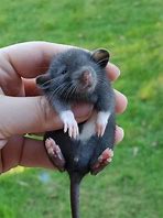 Image result for Baby Rat