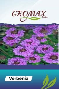 Gromax India Verbenia Seed Price in India - Buy Gromax India Verbenia ...