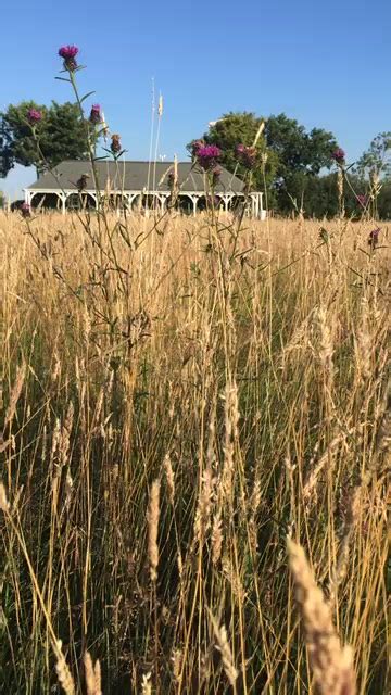 Crystal Raindrops Fall 的图像结果