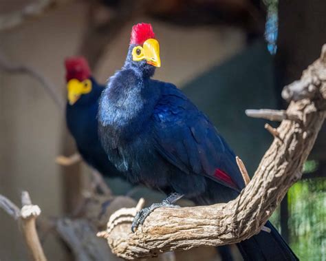 Meet Otto The Lady Ross’s Turaco - Zoos - USA - Arizona - Phoenix Zoo Zoo Guide