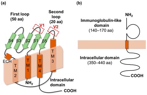 Potential for Tight Junction Protein–Directed Drug Development Using ...