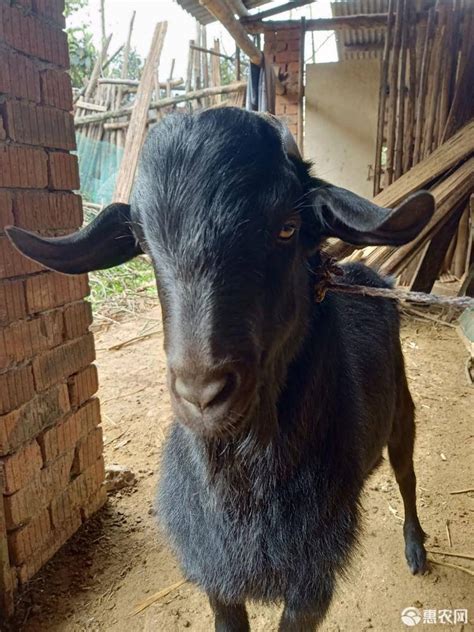 努比亚黑山羊价格 目前黑山羊的格 金堂黑山羊养殖场-阿里巴巴