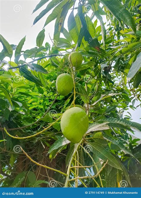 Some mangoes grow on trees stock image. Image of trees - 279114749
