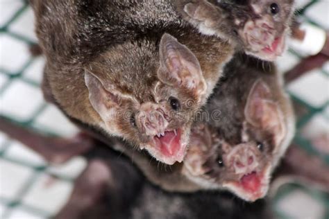 Image result for Common Vampire Bat
