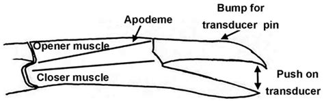 Regional Phenotypic Differences of the Opener Muscle in Procambarus ...