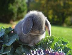 Image result for Baby Bunnies in a Basket