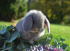 Image result for Spring+Baby+Bunnies