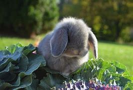 Image result for A Cute Bunny Rabbit