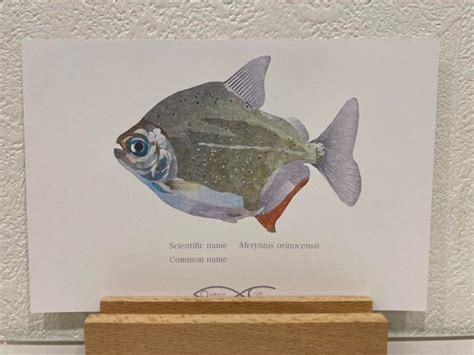 Metynnis orinocensis Postcard | Osakanacraft