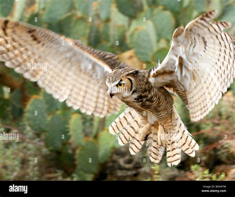 White Owls In Flight Prairie Wildlife: Flight of a Snowy Owl ...