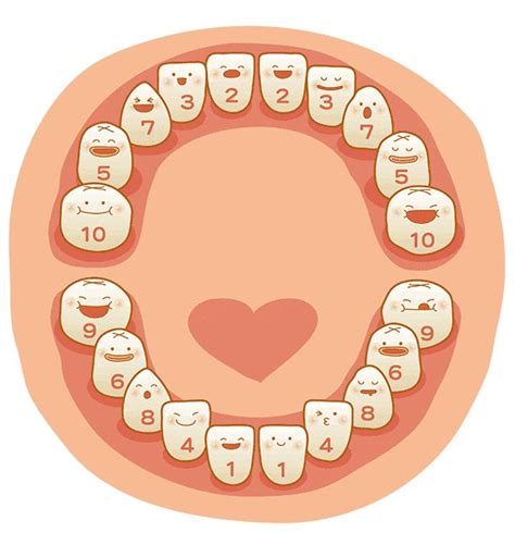 分享乳牙和恒牙的区别图片,及儿童换牙顺序图20/28颗-儿牙-妈妈好孕网