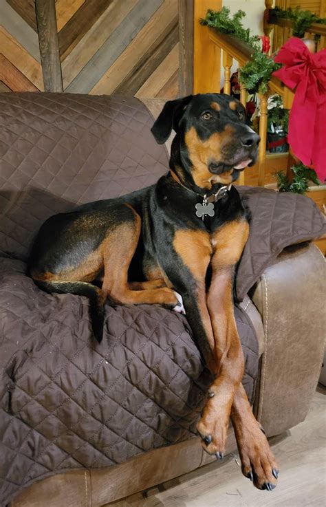 Great Dane Mixed With Doberman