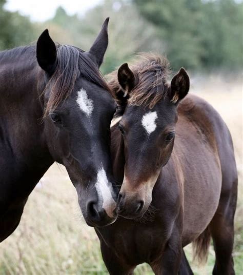 Kaimanawa mare and foal, New Zealand. Beautiful horses in tender nuzzle ...