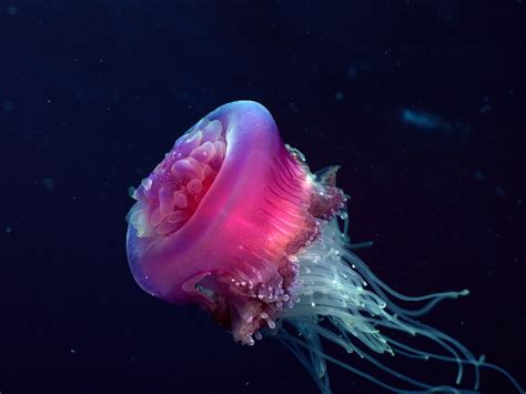 Beautiful Animals Safaris: Beautiful Dangerous Jellyfish Animal Safaris