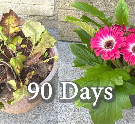 Rose Tree Splice 的图像结果