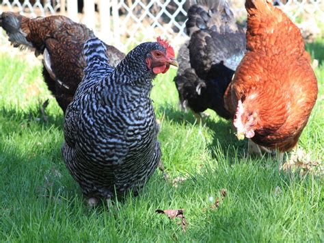 11 Most Friendly Chicken Breeds! Build Your Ideal Flock