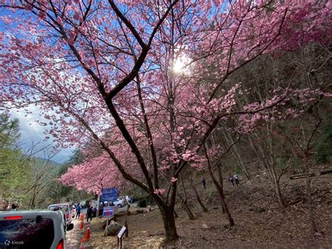 2026 Wuling Farm Cherry Blossom Season Day Tour (Departure from Taipei ...