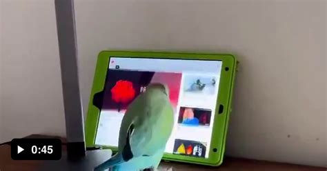 Image result for Bird Addiction Animation