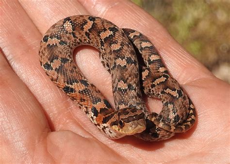 Maryland Biodiversity Project - Eastern Hog-nosed Snake (Heterodon ...
