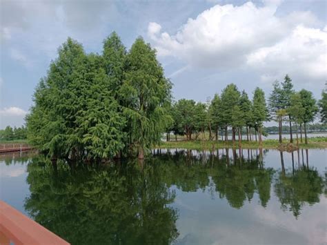 【贡湖湾的水上森林摄影图片】贡湖湾湿地风光摄影_LILI1994418_太平洋电脑网摄影部落