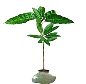 IXORA Brunei King Variety Grafted Mango Aam Fruit Live Plant & Tree(1.5 ...