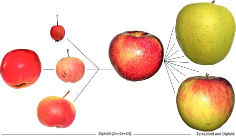 Frontiers | Origins of the Apple: The Role of Megafaunal Mutualism in the Domestication of Malus ...