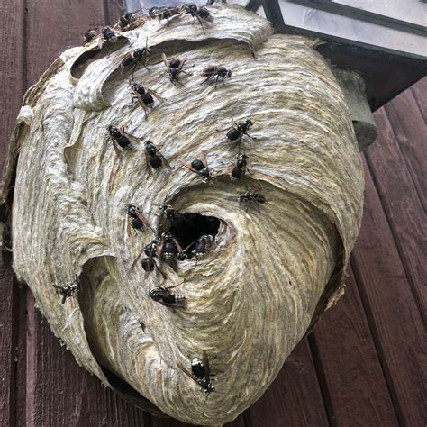 Bald-Faced Hornet Pictures