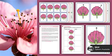 Parts of a Flower Resource Pack