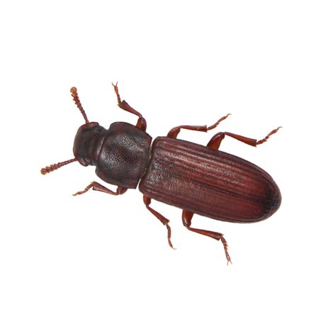 Confused Flour Beetle