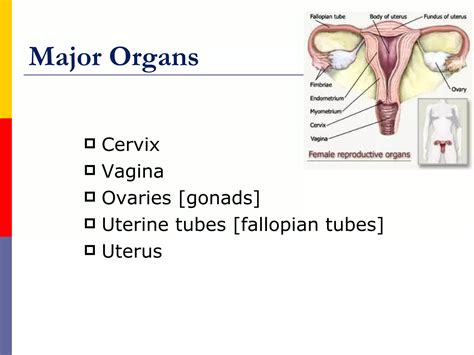 Image result for Female Reproductive System Main Organs